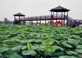 正定大鸣荷韵荷花节
