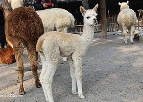 精彩上海亲子联票