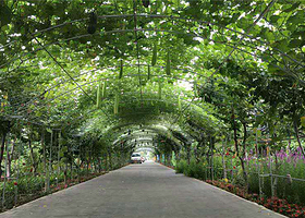 凤凰天堂有机农场