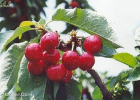 大连乐农樱桃草莓采摘园