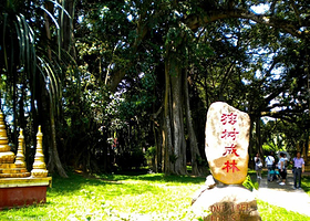 中国榕树王（独树成林）