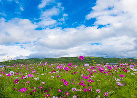 香格里拉雪域格桑花海