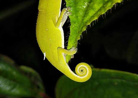 昂达西贝国家森林保护区