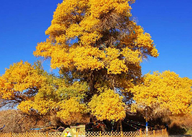 额济纳神树