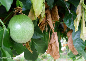 金土地生态农业园