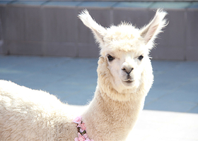 金延安萌萌宠动物园