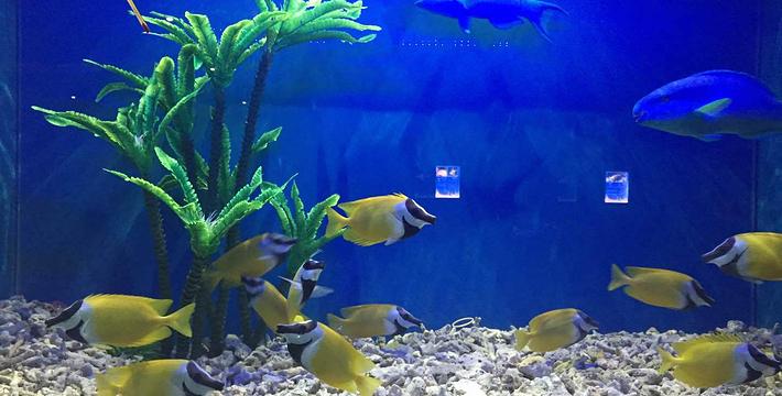 海洋公园门票一般多少钱 6c6942703da79a7aa3.img.jpg_710x360_b0347c03.jpg