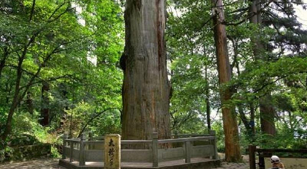天目山大树王景区