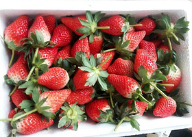 威海河西采摘园