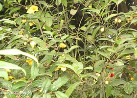 边海野生金花茶园