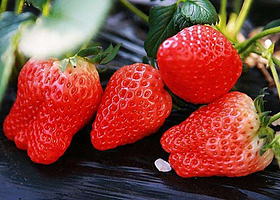 金泉草莓生态观光园