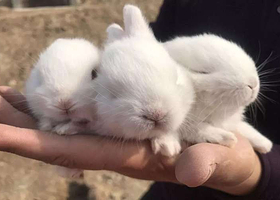 汤王动植物观光乐园