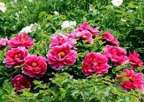 郫县花田喜事景区