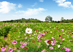 云梦方舟七色花洲