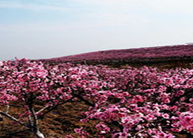 随州尚市桃花园