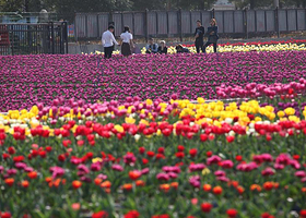 嵖岈山郁金香·梅花文化园