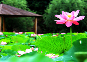 欢乐黄金谷景区