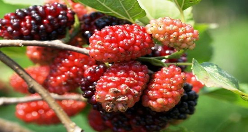 西海永修恒辉桑葚园