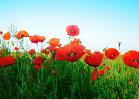 武汉虞美人吉祥花谷