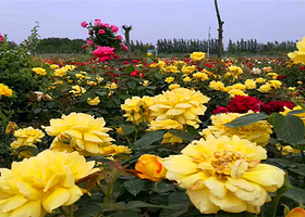 曹州玫瑰园