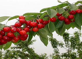 彩虹庄园樱桃采摘园