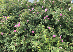 长安区臻香园玫瑰园