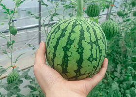 韩国全州苹果西瓜采摘