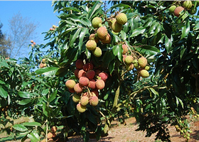 天美荔枝-南方科技大学采摘基地