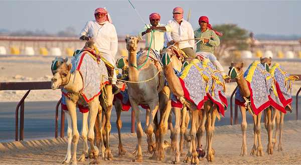 AI Shahaniya骆驼赛跑