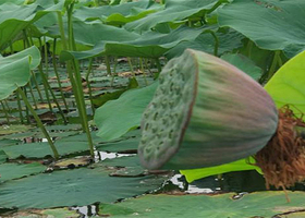 银川北塔湖水上乐园