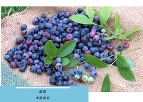 乳山龙马农牧蓝莓采摘园
