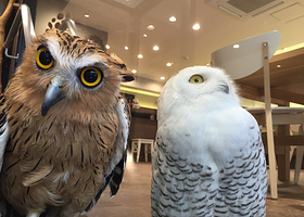 猫头鹰之巢咖啡厅