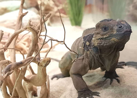 Boom Park动物主题公园