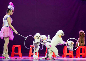 2018十一津湾滑稽·杂技·大马戏专场演出