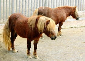 秦王寨马趵泉动物乐园