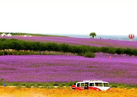 宁夏艾伊薰衣草庄园