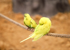 嗒咪动物奇幻乐园(温州5050购物中心店)