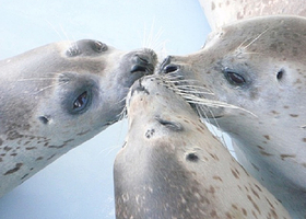 鄂霍次克海豹园