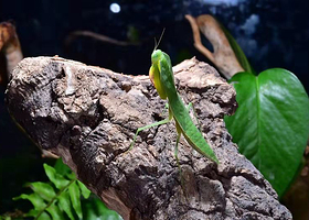 河北首届昆虫文化节暨亲子科普嘉年华