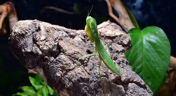 河北首届昆虫文化节暨亲子科普嘉年华