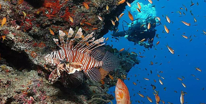 海洋世界门票在哪里买 8007ab2c15f39292a3.img.jpg_710x360_9e92948f.jpg