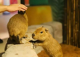 HELLO ZOO萌宠乐园杭州余之城店