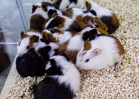 Future Zoo未来动物城(大悦城店)