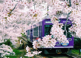 岚电樱花隧道