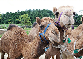 骆驼骑行