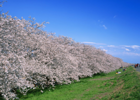 熊谷樱堤