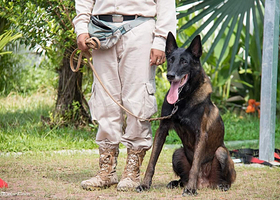 暹粒NPA排雷犬表演