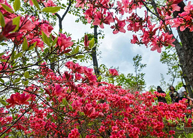 南昌中盛山庄杜鹃花节