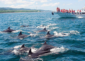 长崎野生海豚