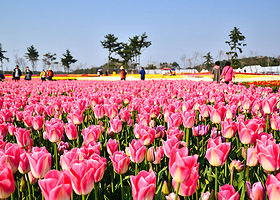 泰安郁金香庆典